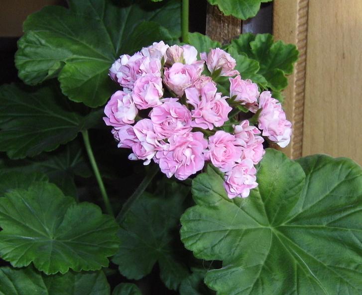 Swanland Pink-Australien Pink Rosebud a.JPG