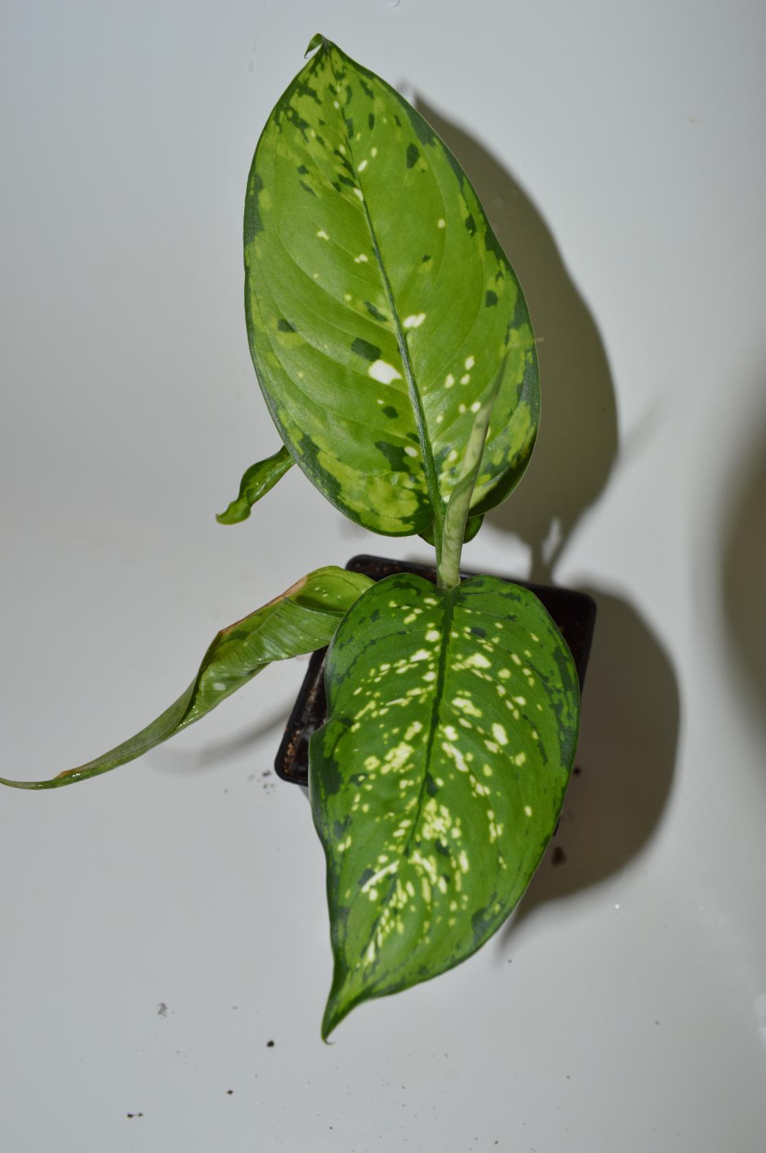 image (16).jpg
