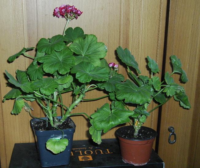 Uleaborgs Universitet и Swanland Pink-Australien Pink Rosebud.JPG