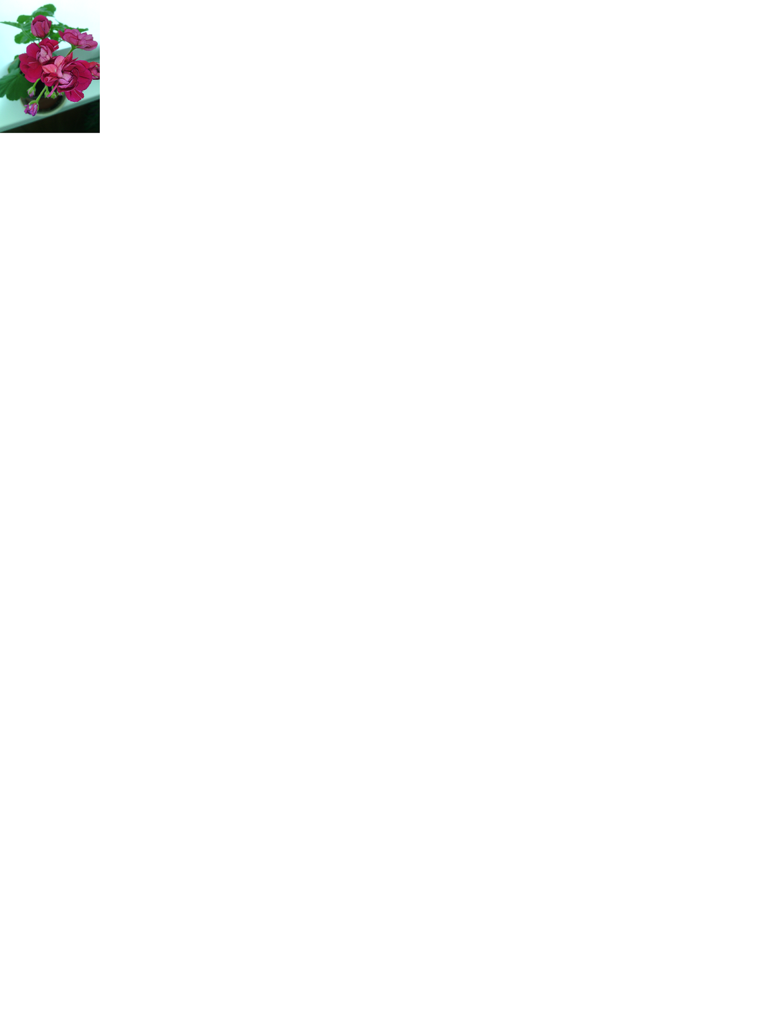 Пеларгония розебудная.png