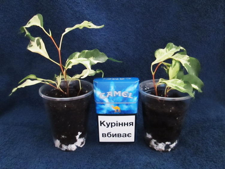 курли4 160.jpg