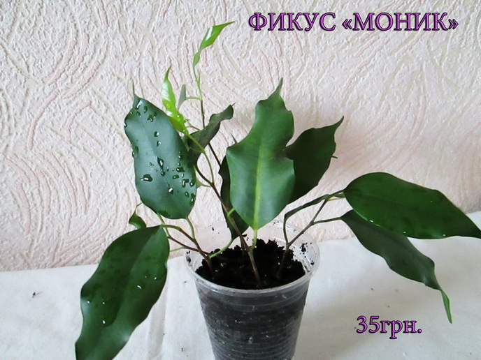 моник1 160.jpg