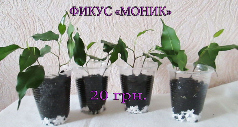 моник 160.jpg
