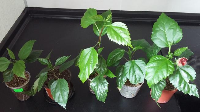 2015-06-16 13.33.18.jpg