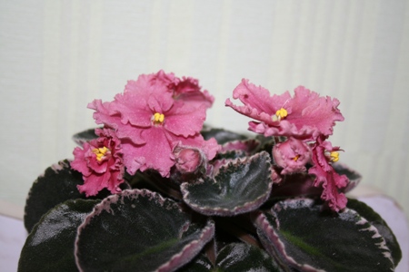 Копия IMG_5147.jpg