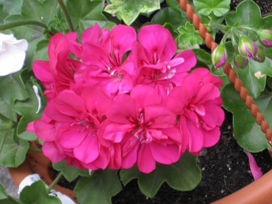 Pacific Violet2.jpg