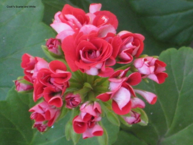Сook s Scarlet and White цветение.jpg