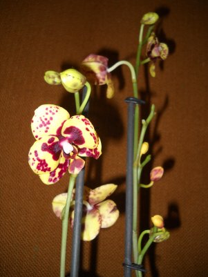DSCN6036_301x401.jpg
