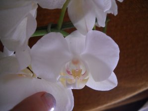 DSCN6092_298x224.jpg