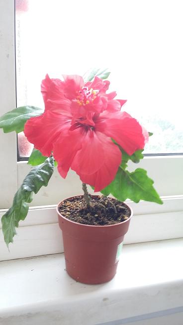 2015-06-18 09.06.58.jpg