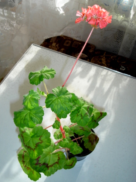 DSC00667.JPG