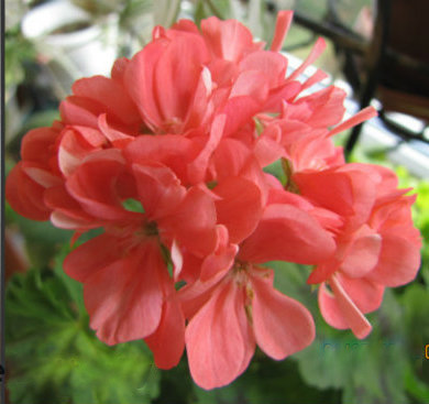 boniface butterfly.jpg