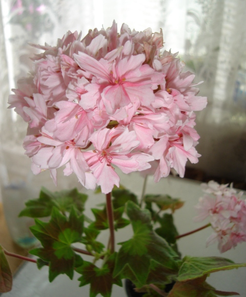 DSC00697.JPG