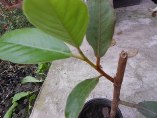 DSCN3076.jpg