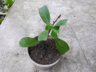 DSCN3079.jpg