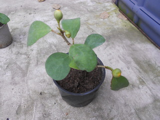 DSCN3078.jpg