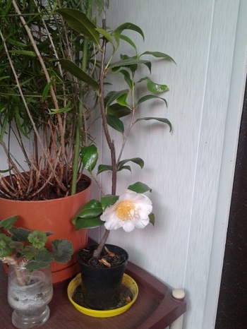 20150420_164803.jpg