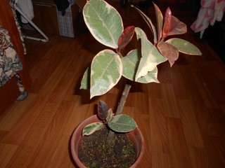 DSCN3096.jpg