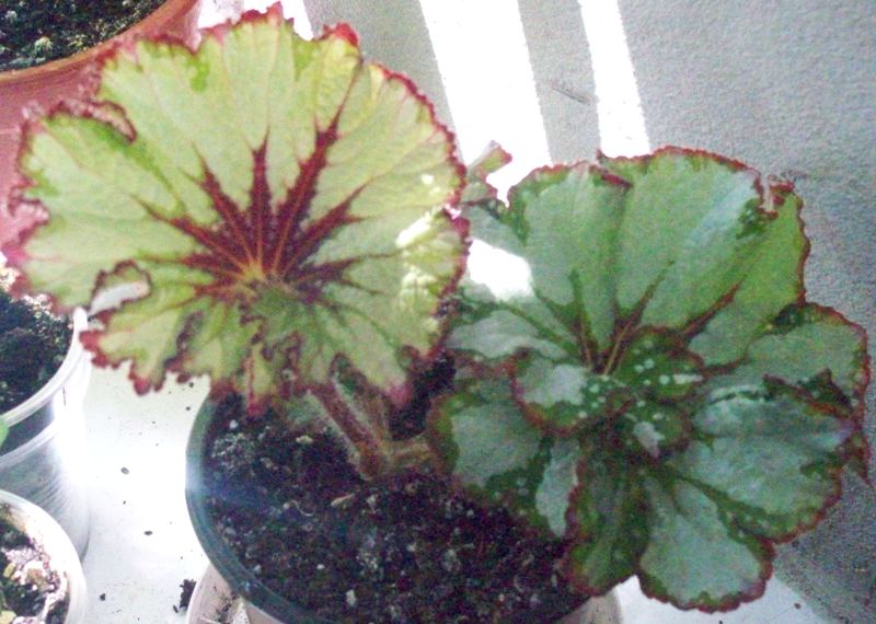 100_0901.JPG