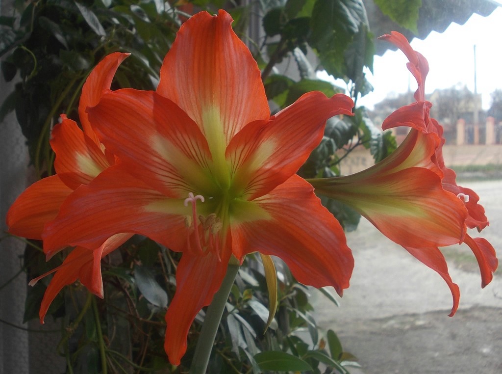 Hippeastrum striatum.jpeg