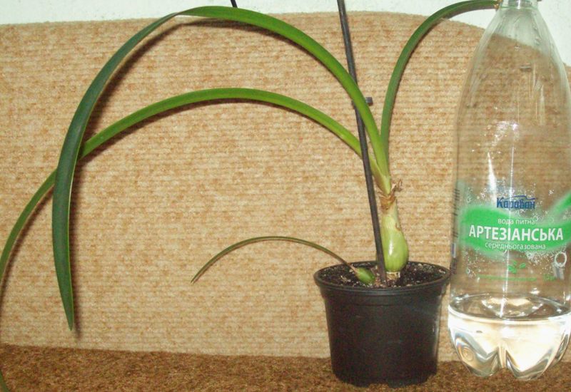 100_0781.JPG