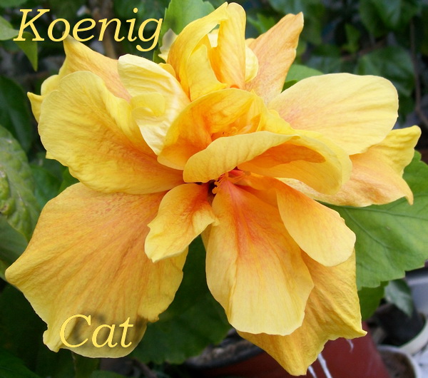 koenig.jpg