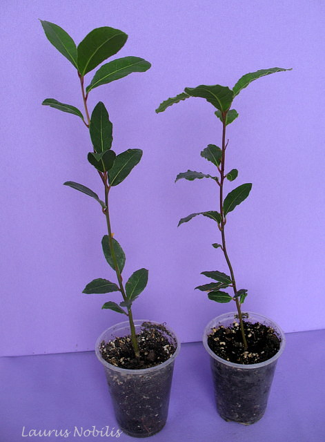 laurus.JPG