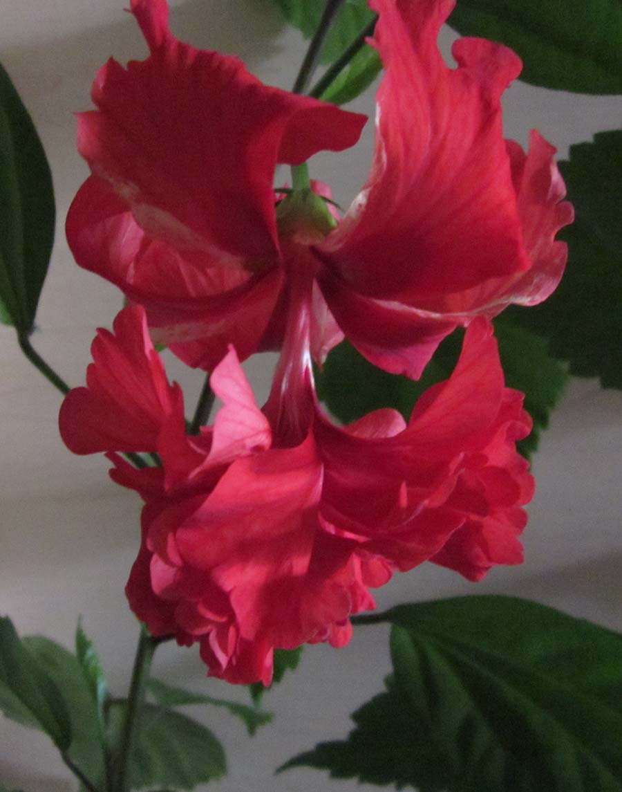 IMG_1674.jpg