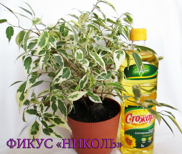 николь1 160кб.jpg