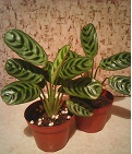 Photo0110.jpg