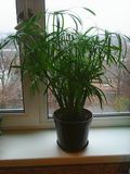 Photo0478 циперус.jpg