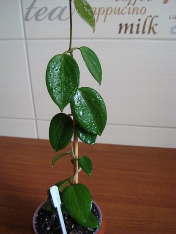 DSC00920.jpg