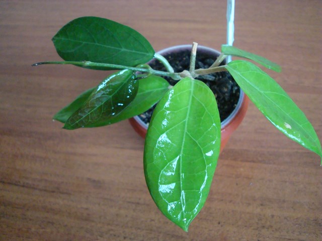 DSC00935.jpg