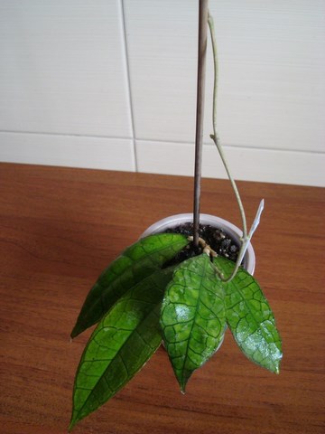 DSC00926.jpg