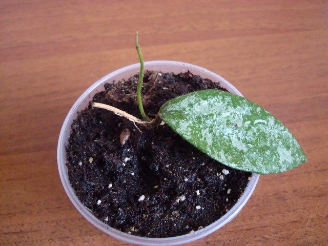 DSC00928.jpg