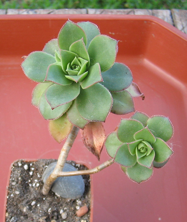 Aeonium haworthii_june_2015.jpg