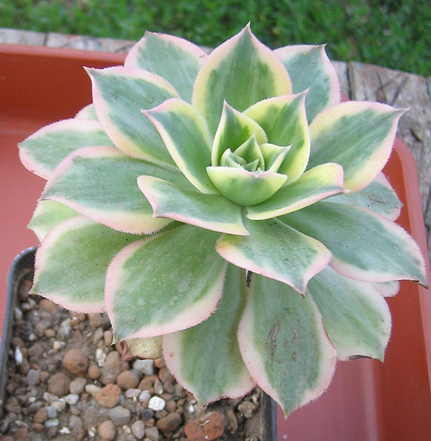 Aeonium_june_2015.jpg