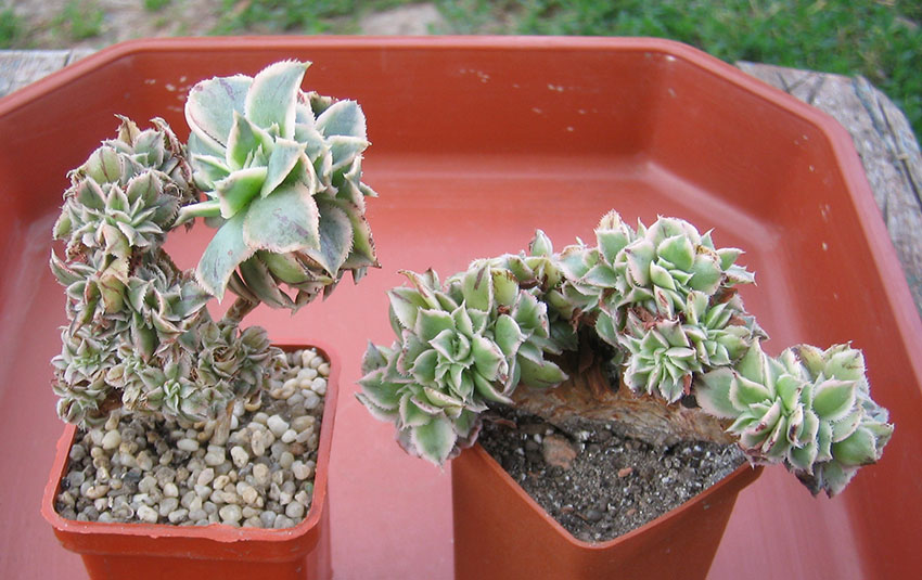 Aeonium_Sunburst_2015.jpg