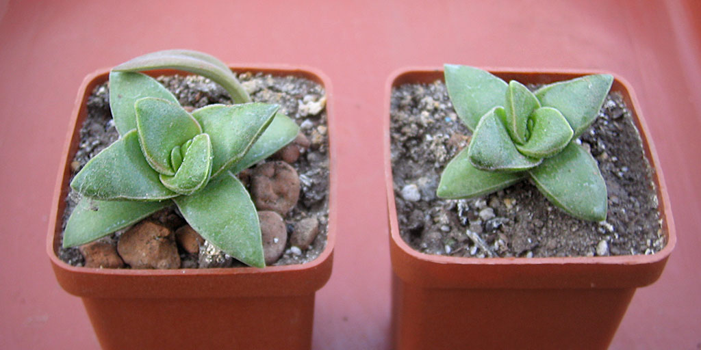 crassula_ Springtime_june_2015.jpg