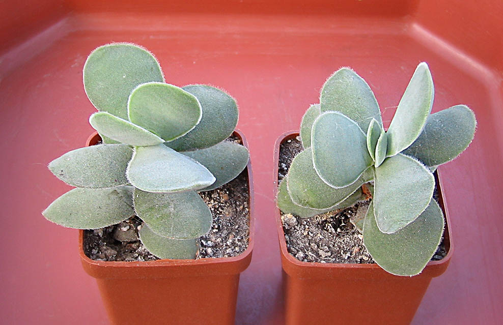 crassula_cotiledonis_june_2015.jpg