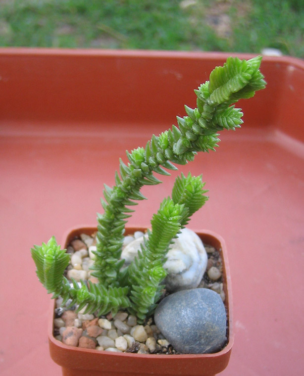 Crassula_jacobseniana_june_2015.jpg