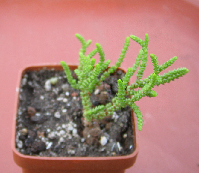 crassula_l_ fragilis_june_2015.jpg