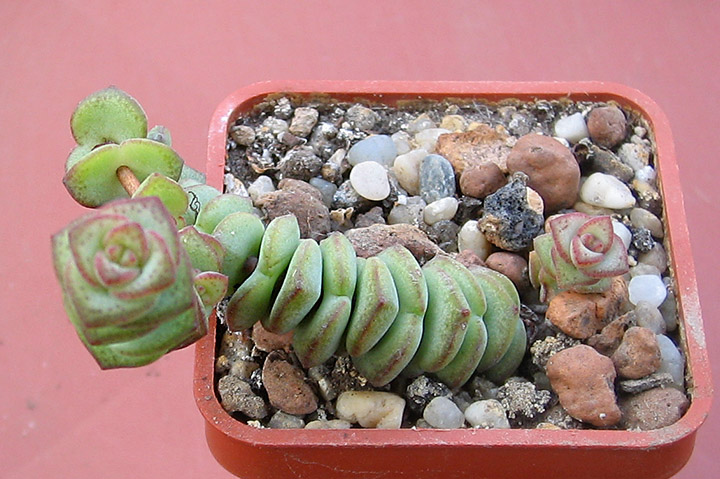 Crassula_nealiana_june_2015.jpg