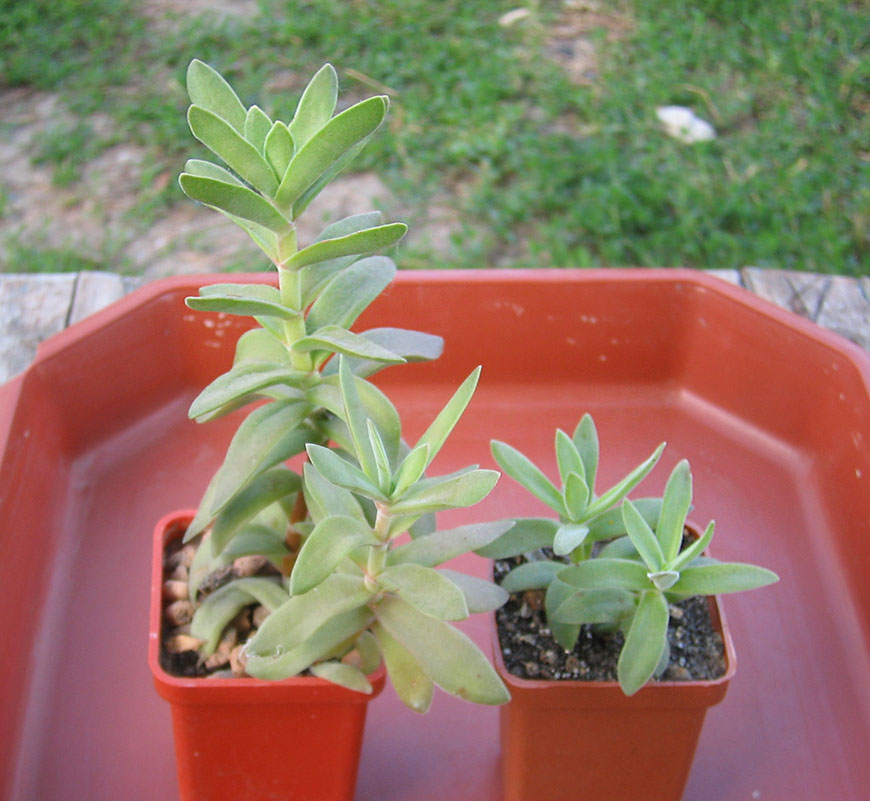 Crassula_rattrayii_june_2015.jpg
