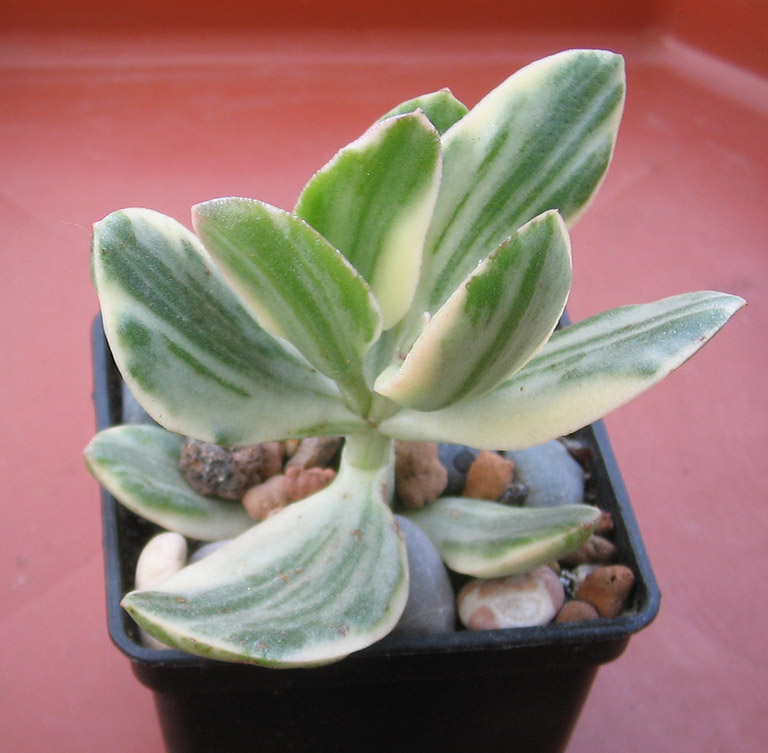 crassula_tricolor_variegata_june_2015.jpg