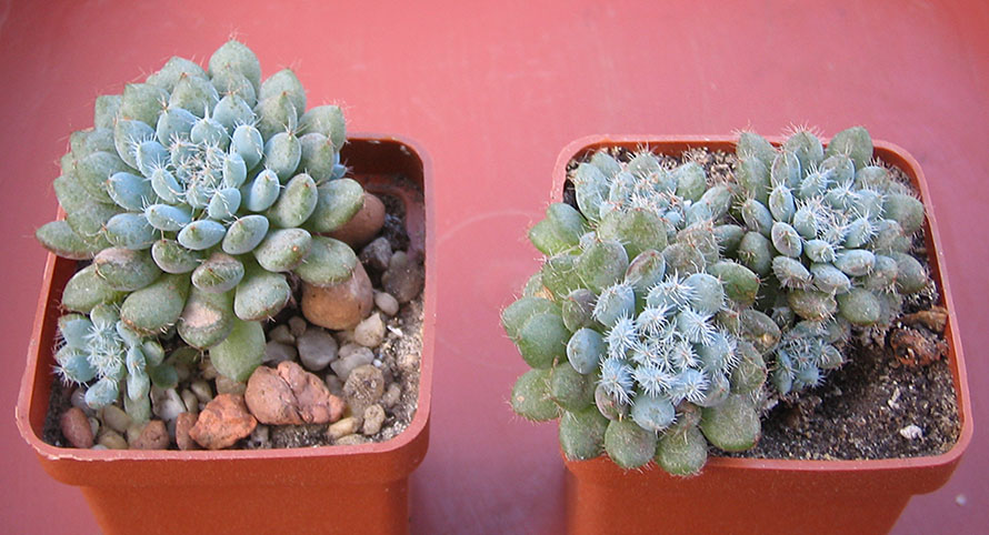 Echeveria_Rundelii_small_june_2015.jpg