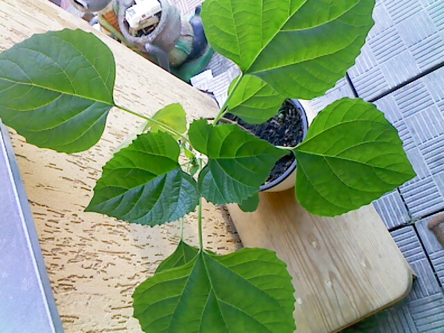 IMG00299.jpg