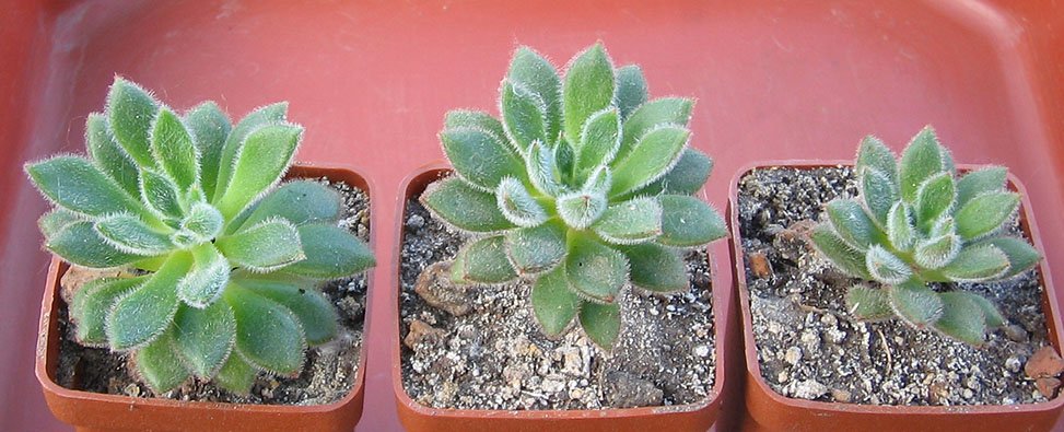 Echeveria_Set_Oliver_june_2015.jpg