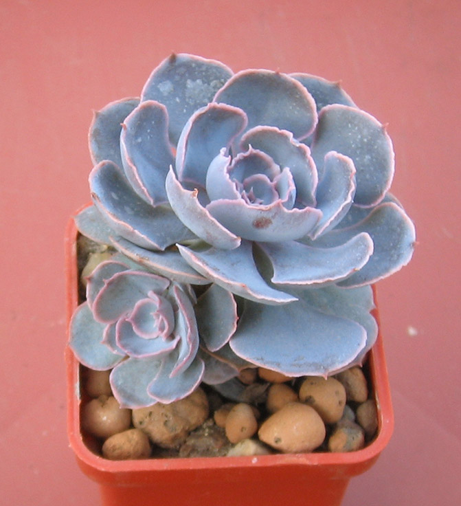 Echeveria_shaviana_june_2015.jpg