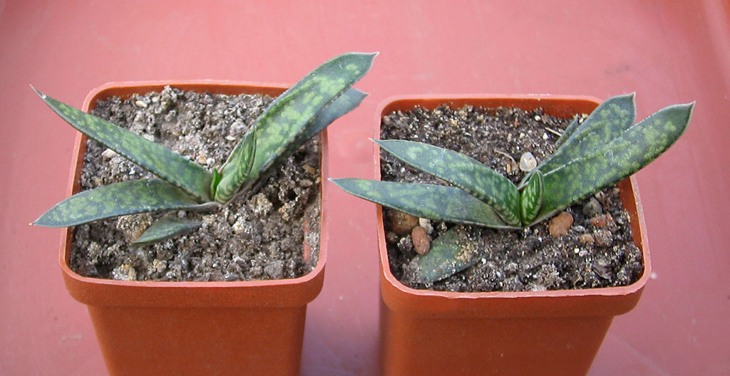 Gasteria_bicolor_liliputana_june_2015.jpg
